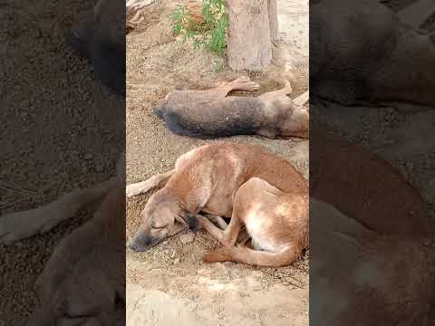 Dogs Videos 2025 Labrador Desidogs Dogo 