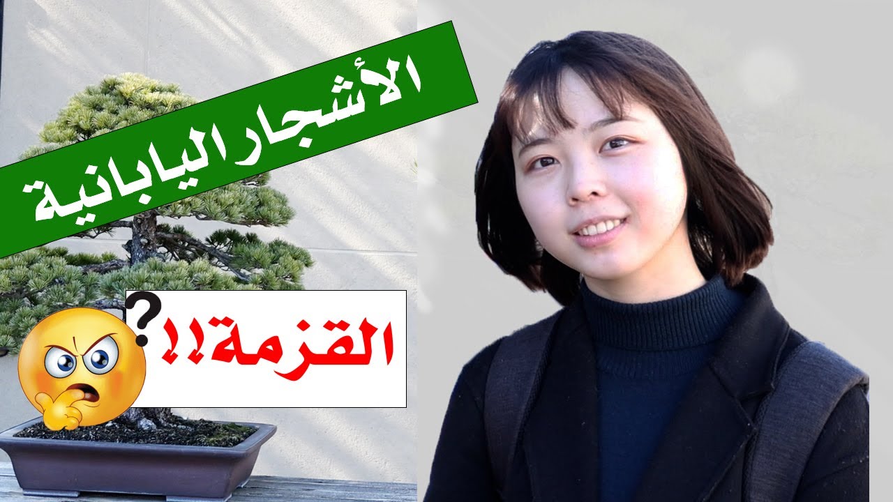 ماهي الأشجار اليابانية القزمة؟  Bonsai