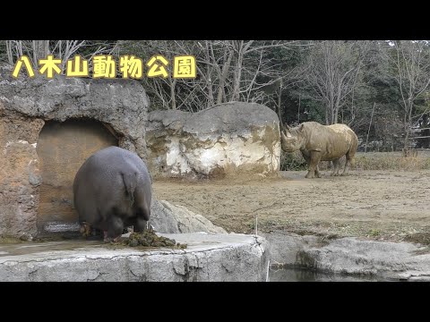 八木山動物公園】アフリカ園のカバとサイ（20241216） - YouTube