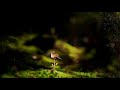 خلفية فيديو للمونتاج - منظر طبيعي - غابة - عصفور - بدون حقوق - تصميمي  