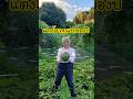 ให้แม่เปิดงาน เก็บแตงโมลูกแรกของปี 1 สค. 2568 #garden