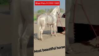 Silver Horse Top Quality 