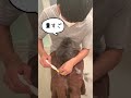 【うさぎあるある】終わりのない夏の換毛【ネザーランドドワーフのコッペ】 #ネザーランドドワーフ #コッペパン #うさぎ #うさぎのいる暮らし #ウサギ #うさぎのいる生活 #shorts