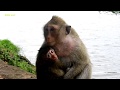 OMG!!! Old Leader Monkey Bites Small Baby To Nearly Lost Of Life​ And Still Try Bite Again