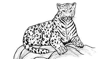 How to Draw a Realistic Leopard  || Easy Step by Step Leopard Drawing