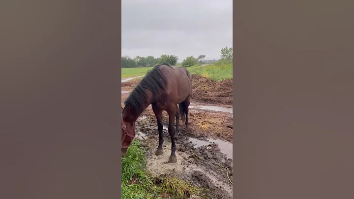 Soulja Boii eating grass