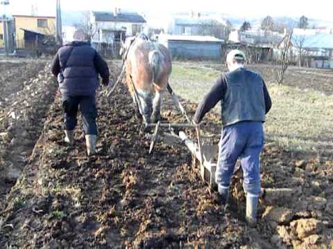 Oranie pôdy s koňom - YouTube