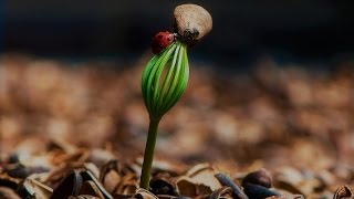 Как вырастить кедр из орешка в домашних условиях (How to grow pine nuts from home)