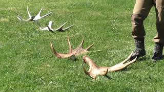 Värmlands Moose Park