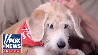 The Farmer's Dog co-founder on fresh food for pups during National Pet Month