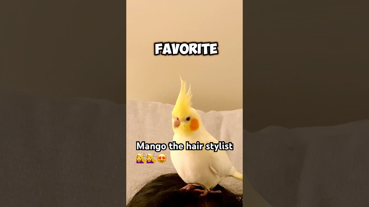 Bird bonding : Preening behavior explained 💛💛