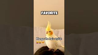 Bird bonding : Preening behavior explained 💛💛#cockatiel #birds #parrot #pets #funnypets #cute