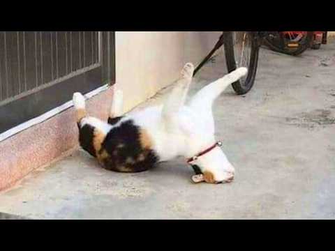 القط الأكثر دراماتيكية على وجه الأرض مقاطع فيديو مضحكة للقطط 