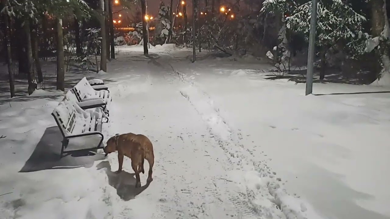 Рада на прогулке 27 января 2026