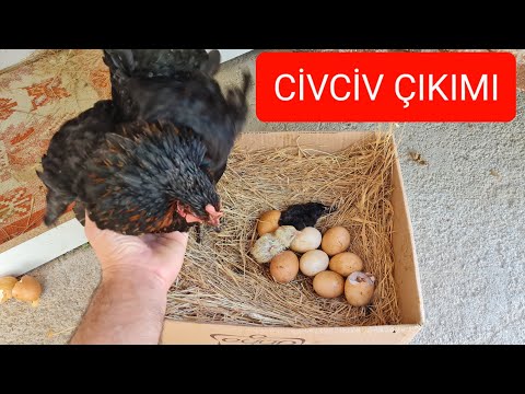 CİVCİV ÇIKIMI. YUMURTADAN CİVCİV NASIL ÇIKAR. ATAKS TAVUK CİVCİV ÇIKIMI.