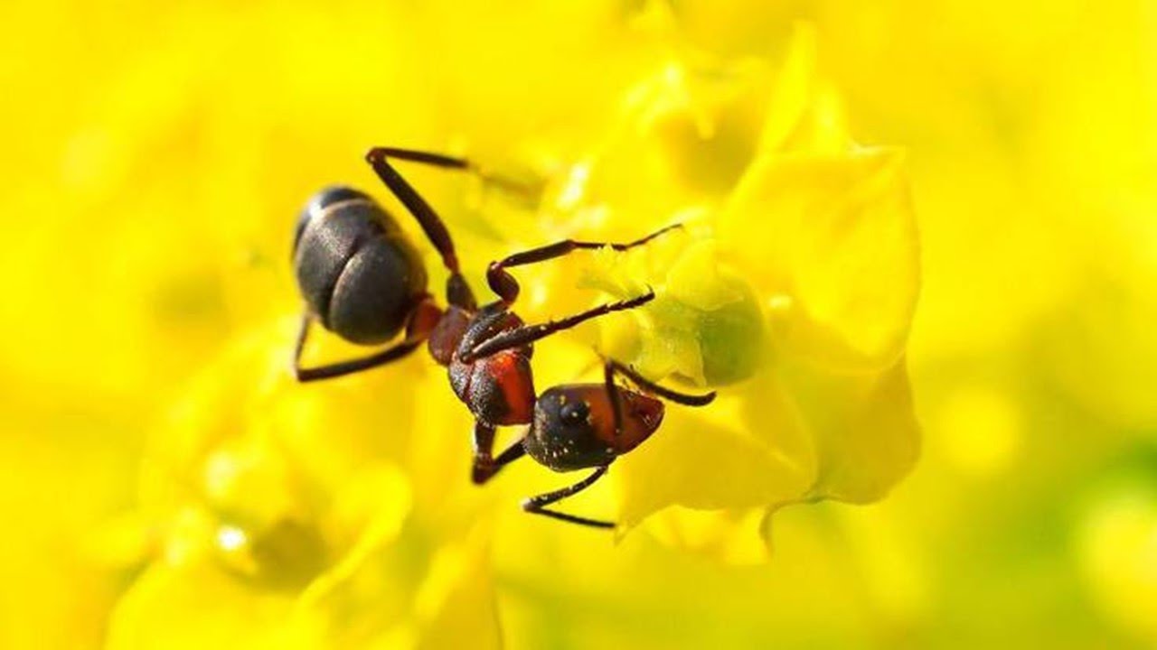 ¿Qué es la MIRMECOLOGÍA?