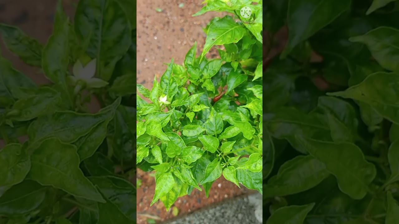 Kanthari mulakku(capsicum frutescences)