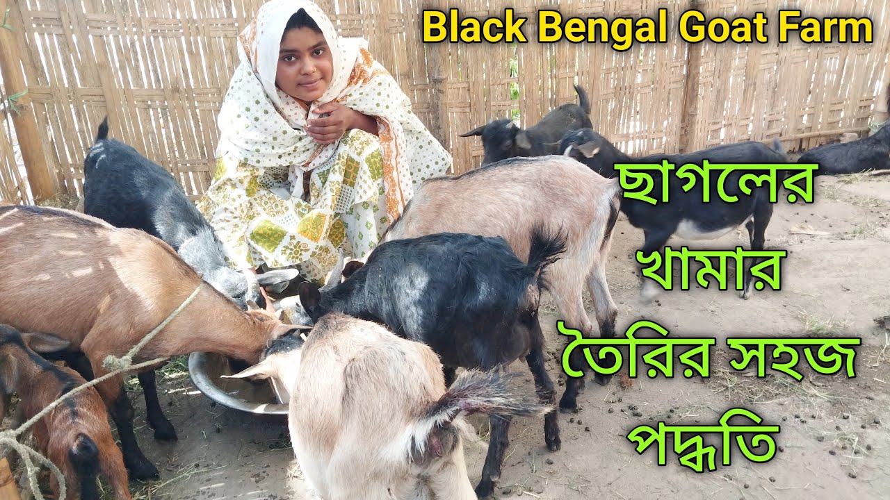 ছাগলের খামারে সকাল থেকে সন্ধ্যা পর্যন্ত আমাকে কি কি কাজ করতে হয়//black ...