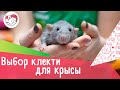 4 правила выбора клетки для домашней крысы