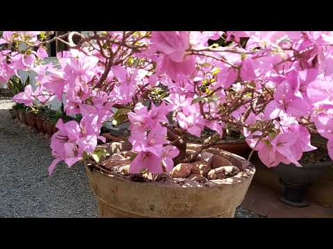 Maximum flowering bougainvillea