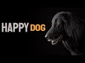 Sound Frequency To Make Dog Happy