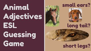 Animal Adjectives | Beginners Level | Premade ESL Guessing Game | Does It Have Small Ears?
