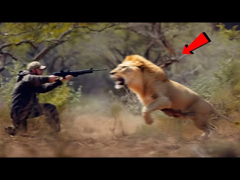 He Shouldn't Have Done It! This Is Why You Shouldn't Hunt a Lion...