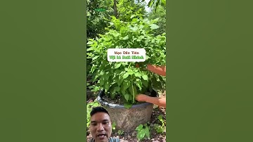 Mẹo Giúp Cây Ớt Sai Quả #sfarm