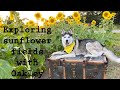 Explore Sunflower Fields With Oakley