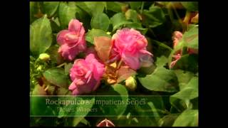Rockapulco® Double Impatiens Series | Big, Bright Blooms by Proven Winners®