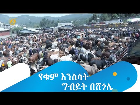 የቁም እንስሳት ግብይት በሸጎሌ