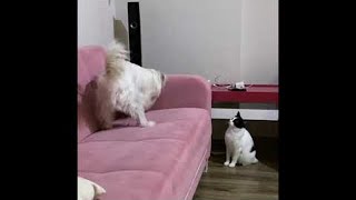 Cat Chastises Dog for Digging || ViralHog