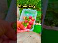 Itne Saare Strawberry Chote Se Gamle Me😱🍓 | Strawberry Harvesting Terrace Garden🍓