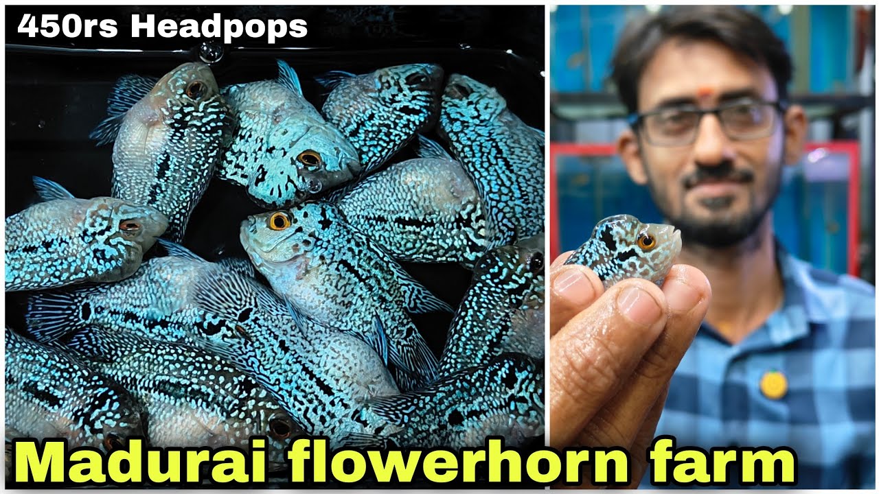 Budget Flowerhorns in Madurai – Just ₹450 Each! | தமிழ்