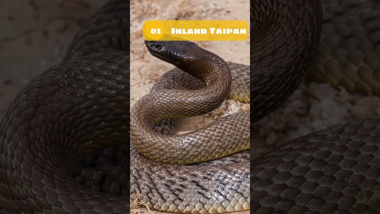 🐅Top 10 Most Poisonous Animals🐻