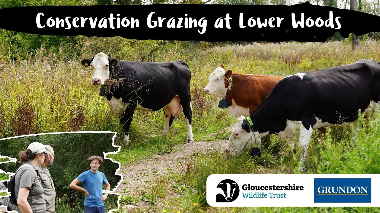 Выпас скота в целях сохранения биоразнообразия в Нижнем лесу