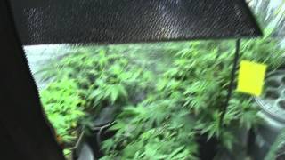 Silent But Dank Week 3ish