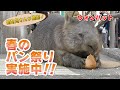 ウォンバットが一番好きなパンはどれ?? (Wombat)