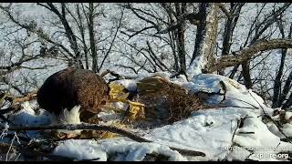 Decorah Eagles North fishing nestorations hanging out 01 23 2023