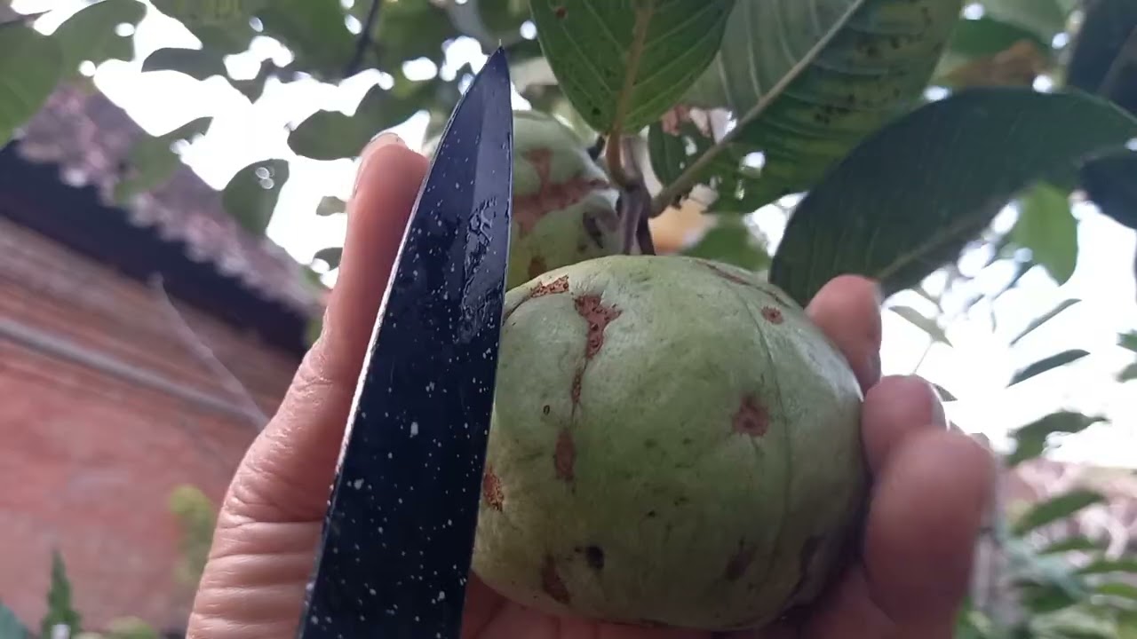 Makan jambu kristal lansung petik di pohon, rasanya enak dan renyah