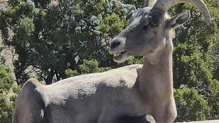 Exclusive Bighorn sheep at joshua tree. #nature #animals #wildlife #wildanimals #joshuatree #nationalpark Information