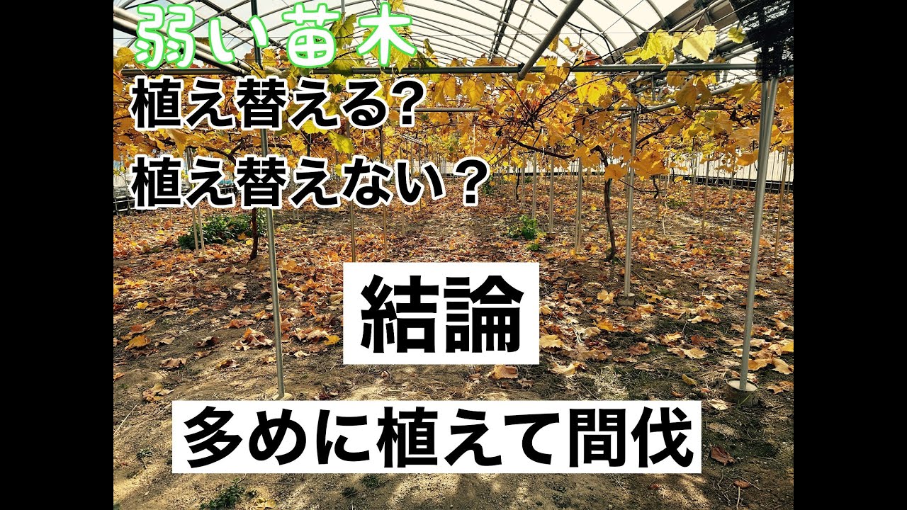 ３年生シャインマスカット比較