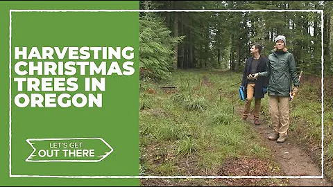 Here's where you can harvest a Christmas tree for $5 in Oregon
