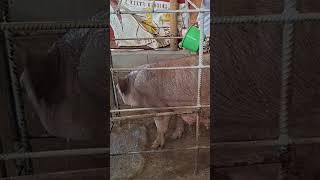 #backyardfarming #pig #lifeisbutadream #pigbreeding #animals #pigfarming #easyfarming #farming