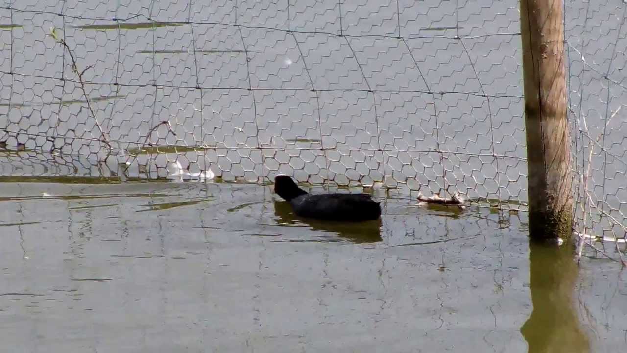 Coot Swimming (UK Water Birds)