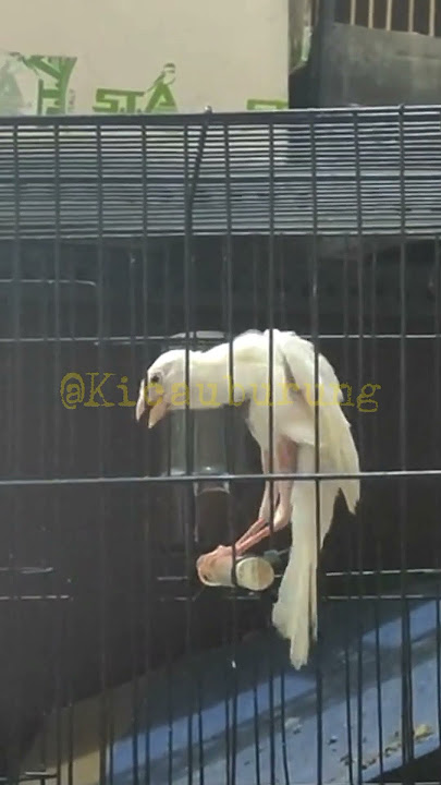 Burung kenari gibosso gacor postur mewah #shorts #bird #viral #kenari #canary #canarias #gacor