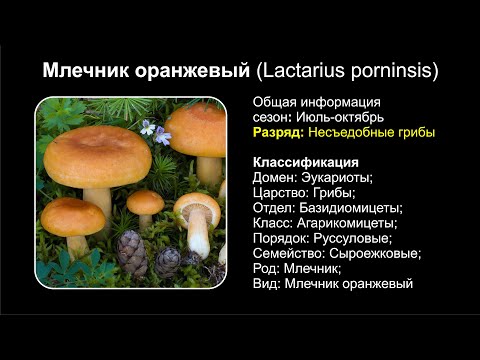 Млечник оранжевый (Lactarius porninsis)