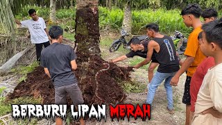 MENEGANGKAN DISAAT BERBURU LIPAN DIPERKEBUNAN SAWIT❗️😱