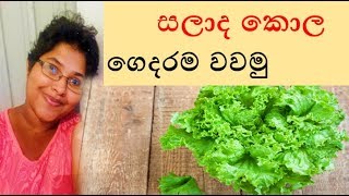 සලාද කොල ගෙදරම වවමු - වස විස නැතුව ~ Shra Raji ~  Salad Leaves