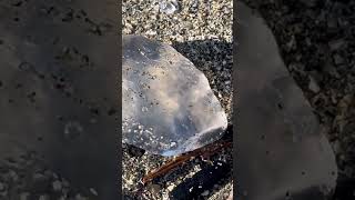 Jellyfish 🐠 #Beach  #Jellyfish #Ocean